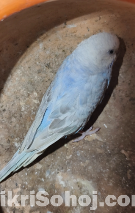 বাজিগর পাখি